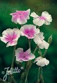 Lychnis